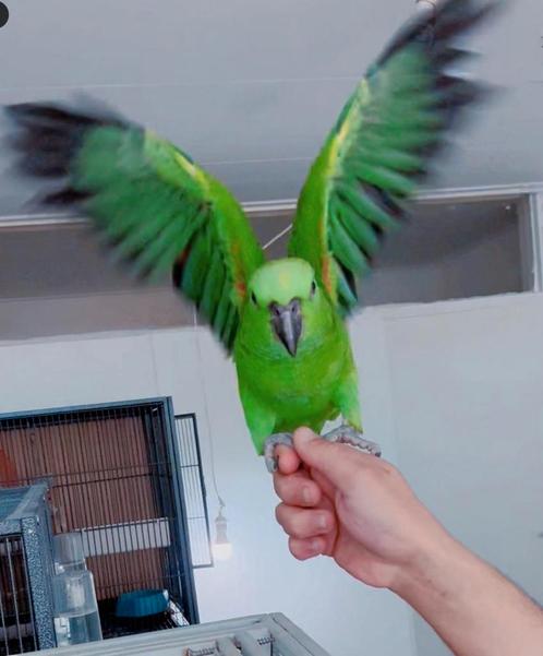 Geelnek amazone baby's papegaaien 3 maanden oud, Dieren en Toebehoren, Vogels | Parkieten en Papegaaien, Papegaai, Meerdere dieren