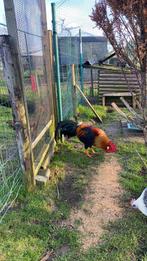 Te ruil! Haan Leghorn Goudpatrijs 2025., Dieren en Toebehoren, Pluimvee