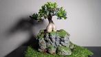 bonsaï Ficus + pot fait main   50€/1 ou 130€/3, Maison & Meubles, Plantes d'intérieur, Enlèvement