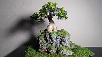 Ficus bonsai + handgemaakte pot 50€/1 of 130€/3