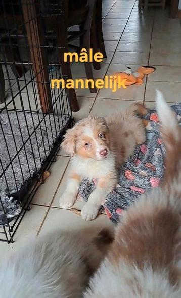 Tri-choc en red merle Australian Shepherd pups op boerderij beschikbaar voor biedingen