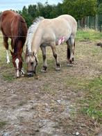 Zeer mooie fjord, Dieren en Toebehoren, Paarden, Minder dan 160 cm, Gechipt, Ruin, 0 tot 2 jaar