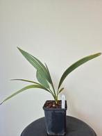 Sabal Palmetto, Jardin & Terrasse, Plantes | Jardin, Enlèvement ou Envoi, Plante fixe, Plein soleil