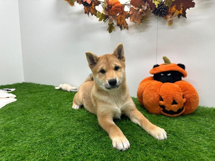 Shiba Inu puberpups, Dieren en Toebehoren, Honden | Poolhonden, Keeshonden en Oertypen, Reu, Overige rassen, Fokker | Professioneel