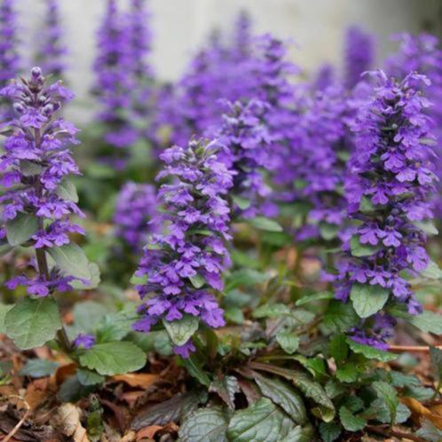 Kruipend zenegroen, Tuin en Terras, Planten | Tuinplanten, Vaste plant, Ophalen