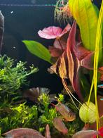 wildvang altum’s vichada, Dieren en Toebehoren, Vissen | Aquariumvissen, Vis, Zoetwatervis, Schoolvis
