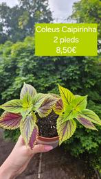 Coleus Caipirinha, Huis en Inrichting, Kamerplanten, Overige soorten, Ophalen of Verzenden, Minder dan 100 cm, Bloeiende kamerplant