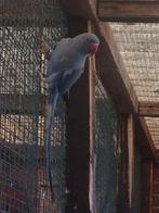 pennant man, Dieren en Toebehoren