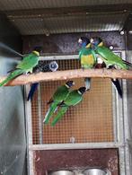 port lincoln parkiet, Meerdere dieren, Parkiet, Geringd