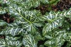 Arum Italicum met speciale actie, Tuin en Terras, Ophalen