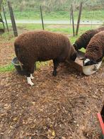 Ram zwartbles, Dieren en Toebehoren, Schapen, Geiten en Varkens