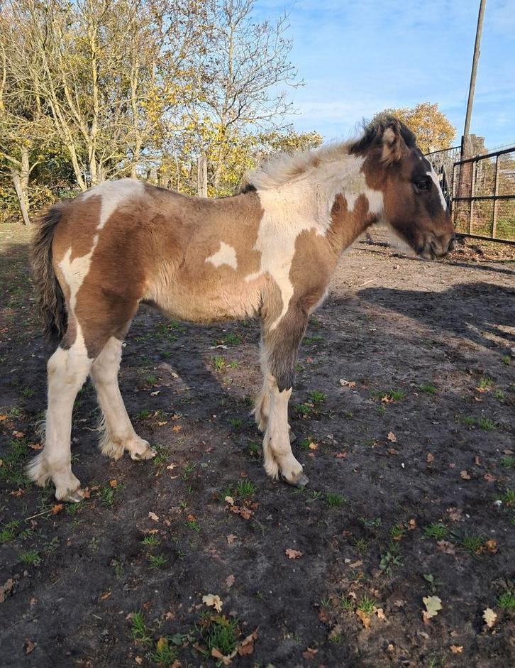 Prachtig veulen, Dieren en Toebehoren, Pony's, Merrie