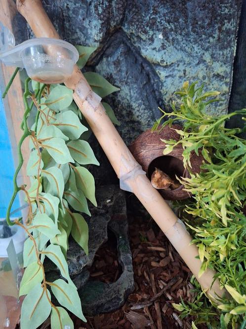 Terrarium met Wimpergekko, Dieren en Toebehoren, Reptielen en Amfibieën | Toebehoren, Zo goed als nieuw, Terrarium of Paludarium