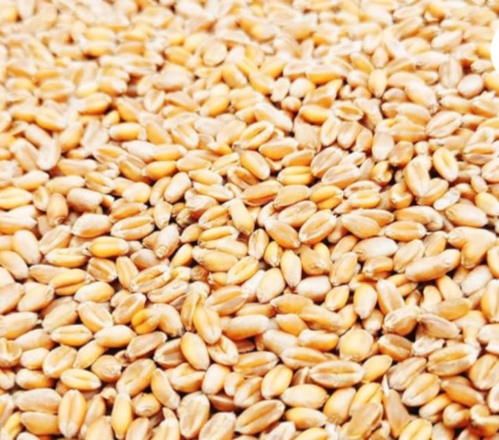 1 zak Aveve Tarwe en 1 zak graanmix Geko, Dieren en Toebehoren, Dierenvoeding, Ophalen