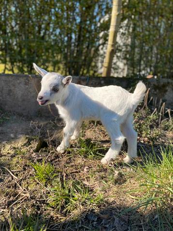 Dwerggeitjes bokjes  beschikbaar voor biedingen