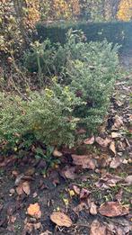 Ilex Crenata 'Convexa' (Hulst), Tuin en Terras, Ophalen, Hulst