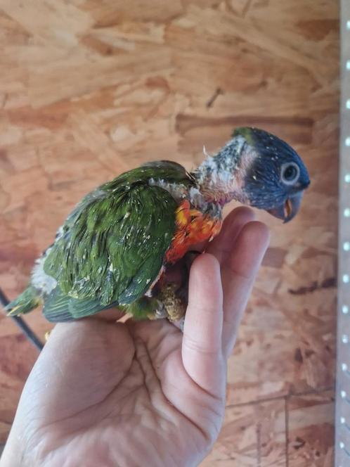 Lori blauwberg voor handopfok, Dieren en Toebehoren, Vogels | Parkieten en Papegaaien
