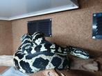 0.1 Morelia spilota cheynei VPI/german bloodline nk 2020, Slang, 3 tot 6 jaar