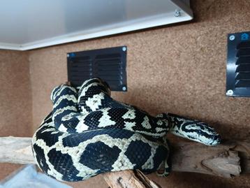 0.1 Morelia spilota cheynei VPI/german bloodline nk 2020 beschikbaar voor biedingen