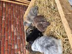 Hangoren minilop, Dieren en Toebehoren, Dwerg, Hangoor