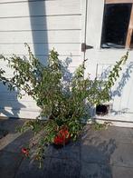 rode kweepeer struik 3jaar, Jardin & Terrasse, Plantes | Arbustes & Haies, 100 à 250 cm, Enlèvement, Autres espèces, Arbuste