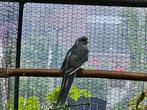 Blauwbonte pennant pop, Dieren en Toebehoren, Vogels | Parkieten en Papegaaien, Vrouwelijk, Parkiet, Geringd