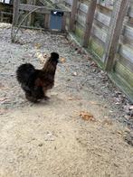 Zijdehoen haantje - gratis, Mannelijk, Kip