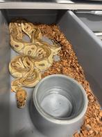 0.1 clown bewezen kweekvrouw, Slang, 3 tot 6 jaar