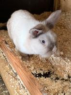 Konijnen te koop, Dieren en Toebehoren, Konijnen, Meerdere dieren, Klein, 0 tot 2 jaar