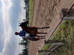 Te koop draver 9jaar braaf corect, Dieren en Toebehoren, Paarden, Gechipt, Ruin, Zadelmak, 7 tot 10 jaar