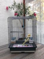 Valkparkietje handtam met een nieuwe kooi, Dieren en Toebehoren, Vogels | Parkieten en Papegaaien, Geslacht onbekend, Parkiet
