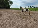 Ruim 1 jarige barock pinto merrie En hengsten, Dieren en Toebehoren, Paarden, Meerdere dieren, Gechipt, 0 tot 2 jaar