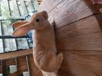 Mooie jonge mannelijke gele Vlaamse reuzen supertam, Animaux & Accessoires, Lapins