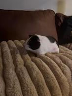 Cavia, Dieren en Toebehoren, Cavia, Juni, Mannelijk, Tam