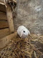 Hangoor dwergkonijn, Dieren en Toebehoren, Konijnen, Mannelijk, Dwerg, Hangoor, 0 tot 2 jaar