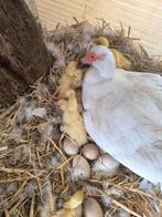 Witte barberie eend met jongen, Dieren en Toebehoren, Pluimvee, Meerdere dieren, Eend