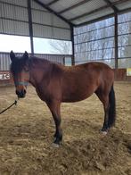 Lieve 6 jarige merrie te koop als weidemaatje/therapiepaard, Dieren en Toebehoren, Paarden, Merrie