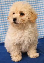 Des chiots Bichon Frisé super mignons !, Animaux & Accessoires, 15 semaines à 1 an, Étranger, Hépatite contagieuse (maladie de Rubarth)