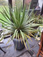 Dracaena Draco (drakenbloedboom), Tuin en Terras, Planten | Tuinplanten, Ophalen