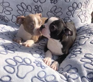 Boston terrier pups