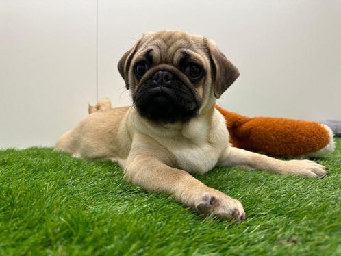 Mopshond puberpups - beige / getijgerd, Dieren en Toebehoren, Honden | Chihuahua's en Gezelschapshonden, Meerdere dieren, Overige rassen