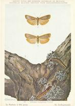 GEELKOPMANTEL  +  RUSPEN, Collections, Cartes postales | Animaux, Envoi, Non affranchie, Autres