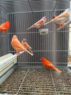 Rode en mozaïek kanaries, Meerdere dieren