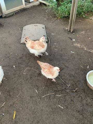 poules faverolles beschikbaar voor biedingen