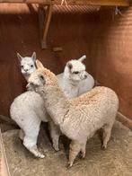 Alpaca hengstjes, Dieren en Toebehoren