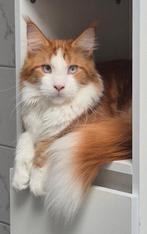 Maine coon dekkater met stamboom,blauw oog,polydactyl(NTK), Dieren en Toebehoren, Katten en Kittens | Raskatten | Langhaar, Kater