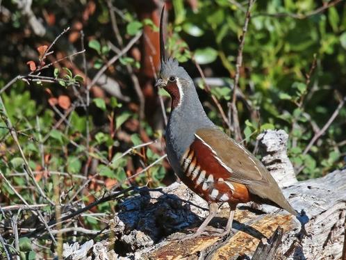 Bergkuifkwartel, Dieren en Toebehoren, Vogels | Overige Vogels, Geringd