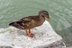 Recherche Canard de rouen, Animaux & Accessoires, Enlèvement ou Envoi