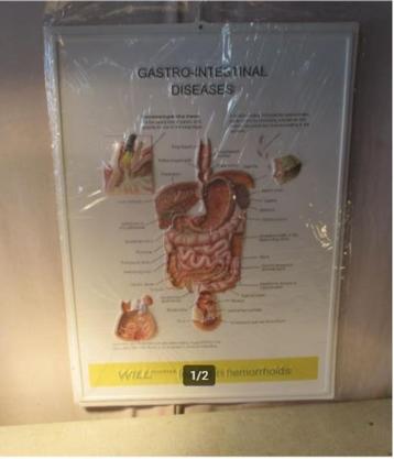 Leuke Schoolplaat in PVC - Spijsverteringsstelsel - 73x53, Antiek en Kunst, Antiek | Schoolplaten, Ophalen of Verzenden, Natuur en Biologie