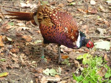Jonge bosfazanten beschikbaar voor biedingen